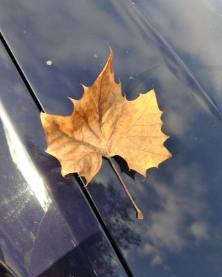Fall on car