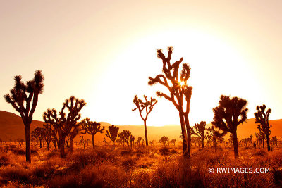 JOSHUA TREE