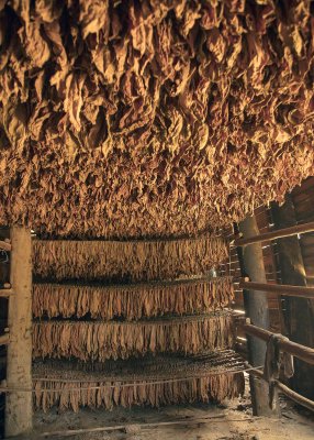 2N9A7718 Curing Tobacco.jpg