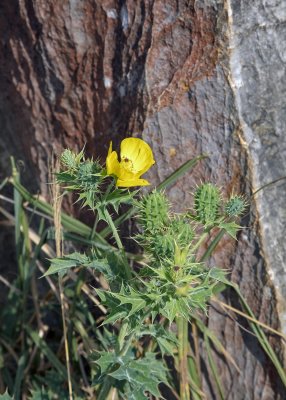 2N9A7842 Cool Flower.jpg