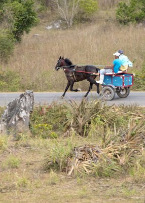 2N9A7857 Horse-drawn Cart.jpg