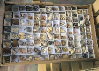 2N9A7877 tree Snail collection.jpg