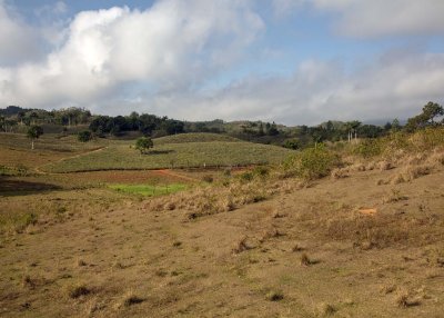 2N9A7996 Cuban Landscape - pineapples.jpg