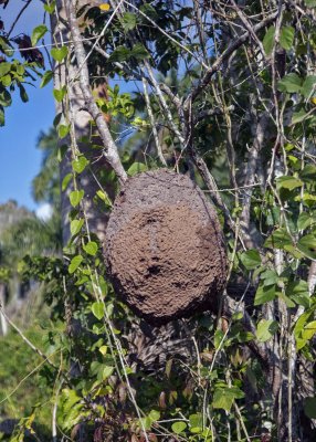 2N9A8020 Termite Nest.jpg