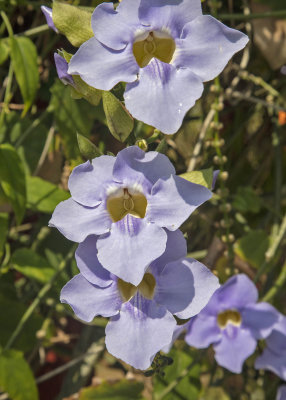 2N9A8056 Flowers.jpg