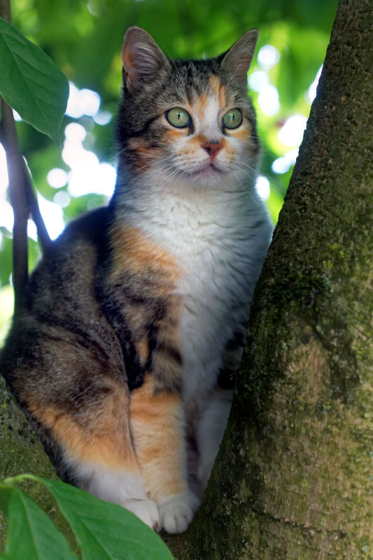 Chat assis(sur un arbre perch)
