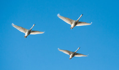 Three geese-1.jpg