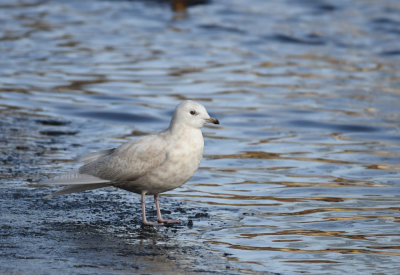 Iceland Gull / Vitvingad trut / Larus glaucoides