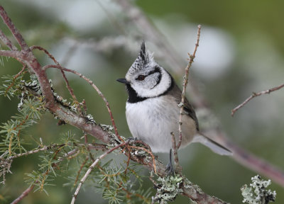 Crested Tit / Tofsmes / Lophophanes cristatus