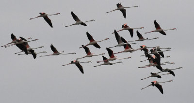 Flamingo / Phoenicopterus roseus