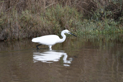 Little Egret / Egretta garzetta / Silkeshäger