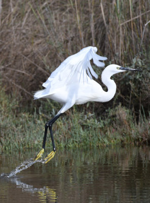Little Egret / Egretta garzetta / Silkeshäger