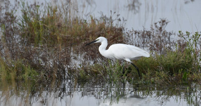 Little Egret / Egretta garzetta / Silkeshäger