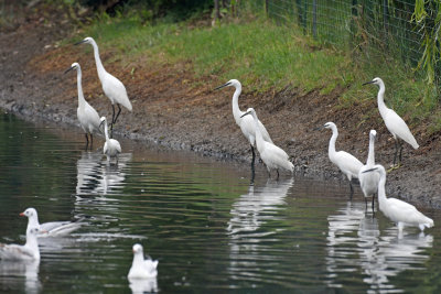 Little Egret / Egretta garzetta / Silkeshäger