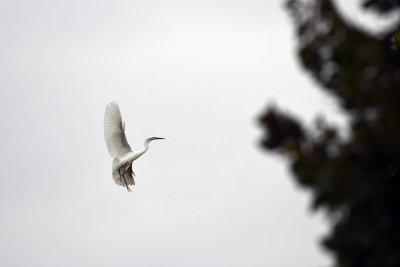 Little Egret / Egretta garzetta / Silkeshäger