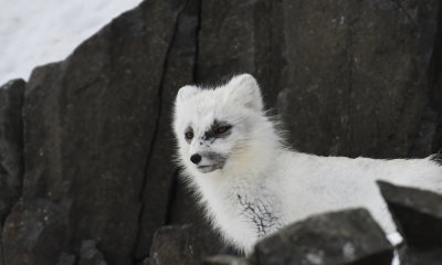 Arctic Fox / Polarrv