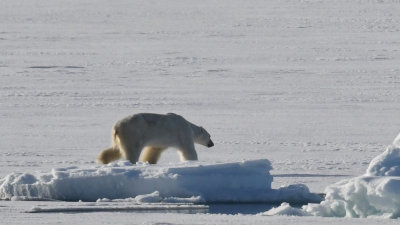 Polar bear / Isbjrn