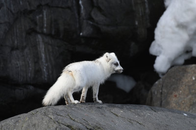 Arctic Fox / Polarrv