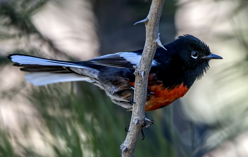 Painted Redstart, Mingus Mountain, Yavapai County, AZ