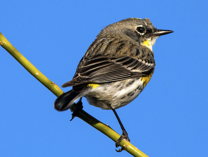 yellow rumped warbler oregon yellow rumped warbler oregon