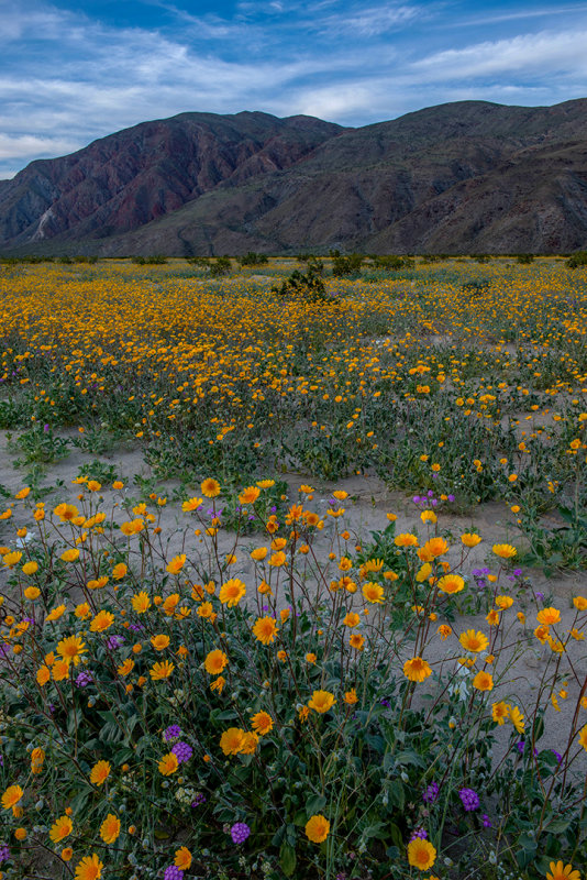Desert Gold Sunflowers and Sand Verbena, Anza Borrego Desert State Park, CA