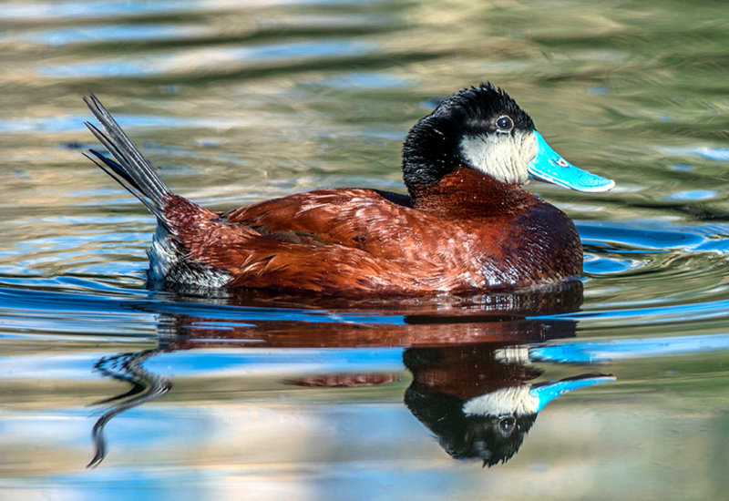 Ruddy Duck, Sedona Wetlands, Sedona, AZ