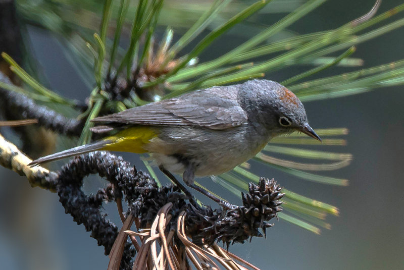 Virginia Warbler, Mingus Mountain, Yavapai County, AZ