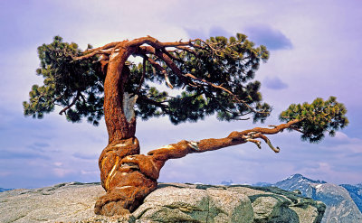 Jeffrey Pine made famous by Ansel Adams atop Sentinel Dome, Yosemite National Park, CA
