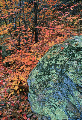 Lichen covered rock in Secret Canyon, Red Rock-Secret Canyon Wilderness,  AZ