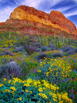 Brittlebush, mexican gold poppies, and coulters lupines, Organ Pipe Cactus National Monument, AZ