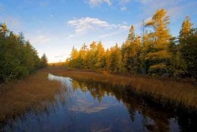 Swale, Ridges Sanctuary, Door County, WI