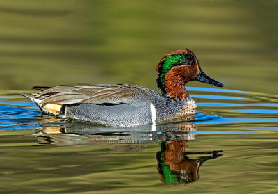 Green-winged Teal, Riparian reserve at  Water Ranch, Gilbert, AZ