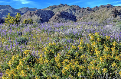 Bladderpod and lupines, Joshua Tree National Park, CA