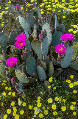 Beavertail Cactus and Desert Dandelion, Anza Borrego Desert State Park, CA