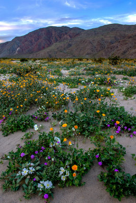 Desert Gold Sunflower, Sand Verbena, Desert Primrose, Anza Borrego Desert State Park, CA