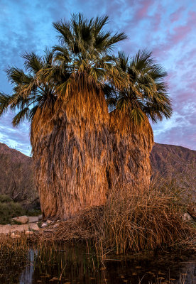 California Fan Palms, Anza Borrego Desert State Park, CA