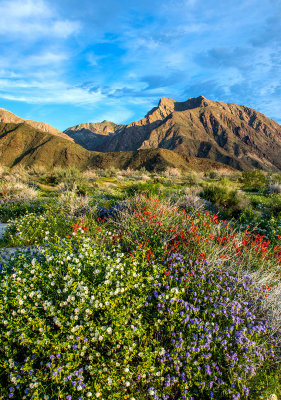 Super bloom in Anza Borrego Desert State Park, CA