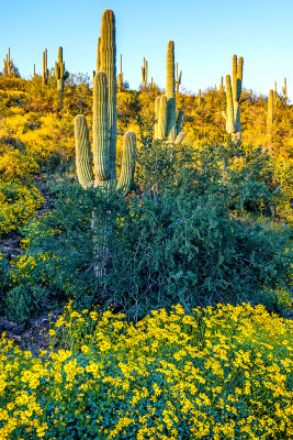 Saguaros and Brittlebush, Lake Pleasant Regional Park, AZ