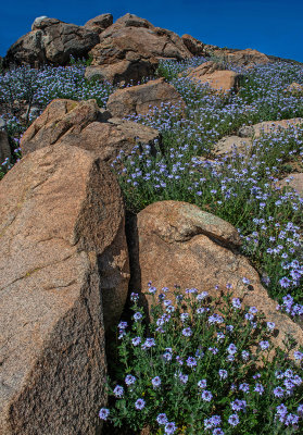 Gooding's Verbena, Cordes Lake, AZ