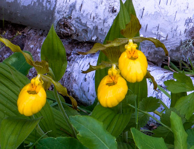 Trio of Yellow Lady's-slippers, Ridges Sanctuary, WI