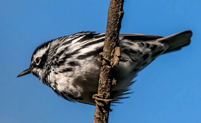 Black-and-White Warbler, Magee Marsh, Ohio
