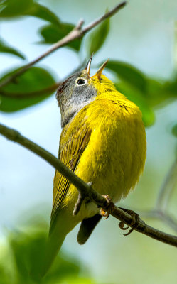 Nashville Warbler, Magee Marsh, Ohio