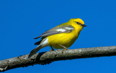 Blue-winged Warbler, Irwin Prairie, Ohio