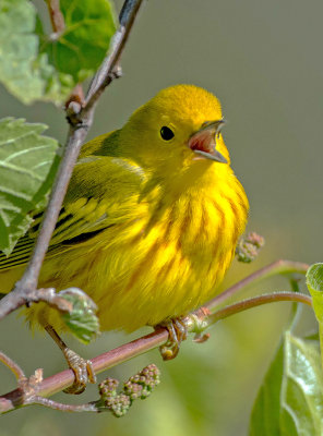 Yellow Warbler, Magee Marsh, Ohio