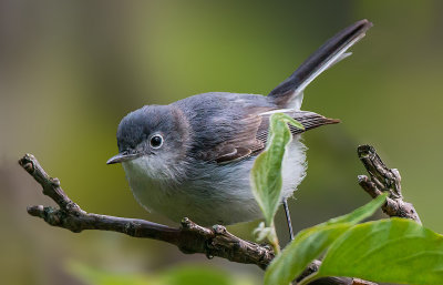 Blue-gray Gnatcatcher, Magee Marsh, OH