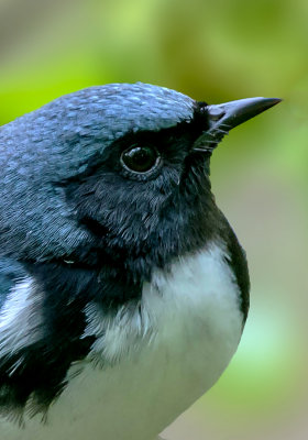 Black-throated Blue Warbler Portrait, Magee Marsh, OH