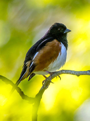 Eastern Towhee, Irwin Prairie, OH