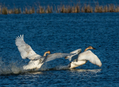 Trumpeter Swans fighting, Ottawa National Wildlife Refuge, OH