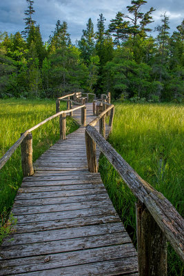 Boardwalk on Mt. Maple Trail, Ridges Sanctuary, Door County,WI