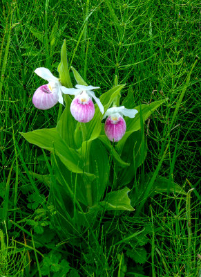 Showy Ladys-slippers, Ridges Sanctury, Door, County, WI